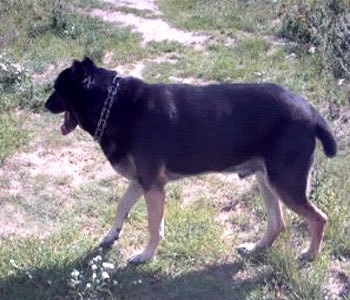 Black and tan valley type