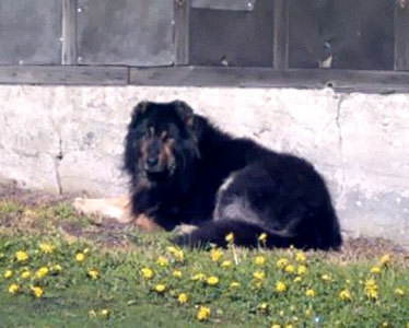 Longhaired mountain type